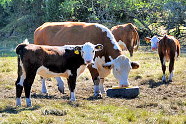 Maaseutu- ja lomituspalvelut